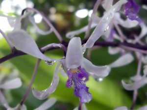 Deixar as folhas sempre molhadas pode gerar doenças nas orquídeas.