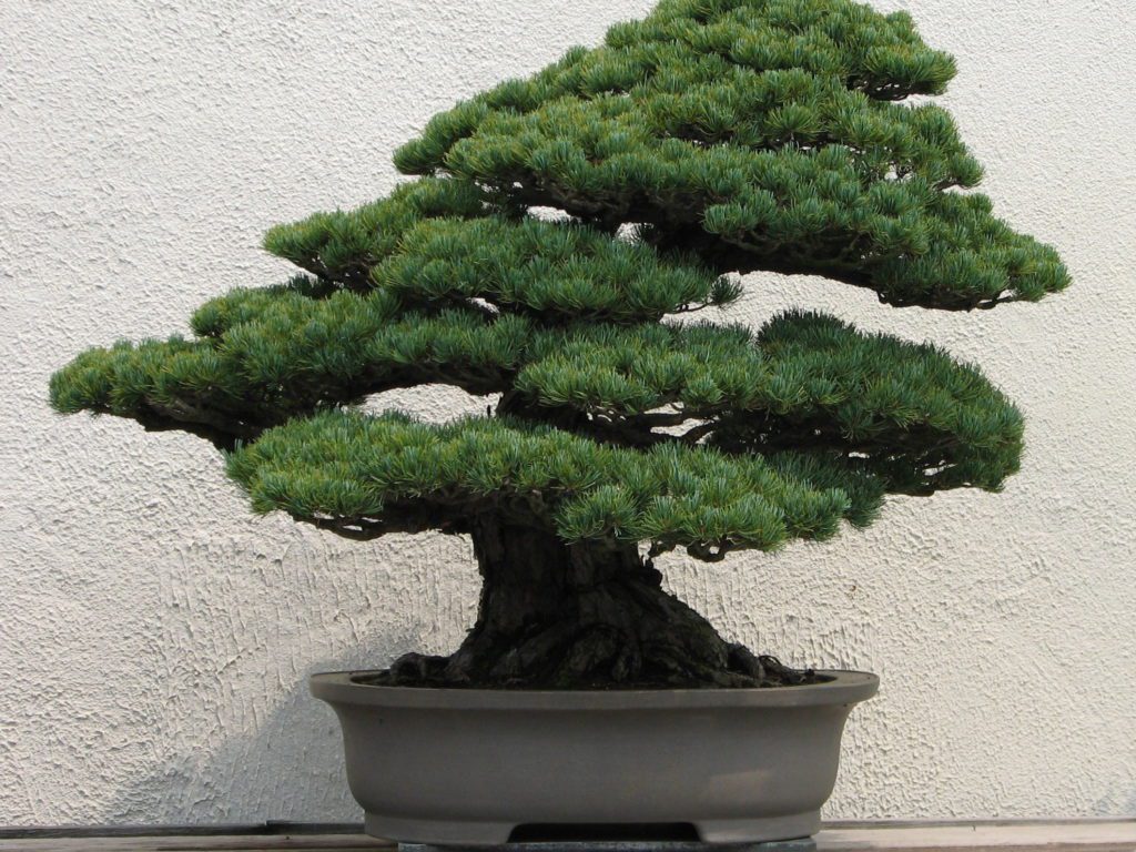 bonsai junipeero