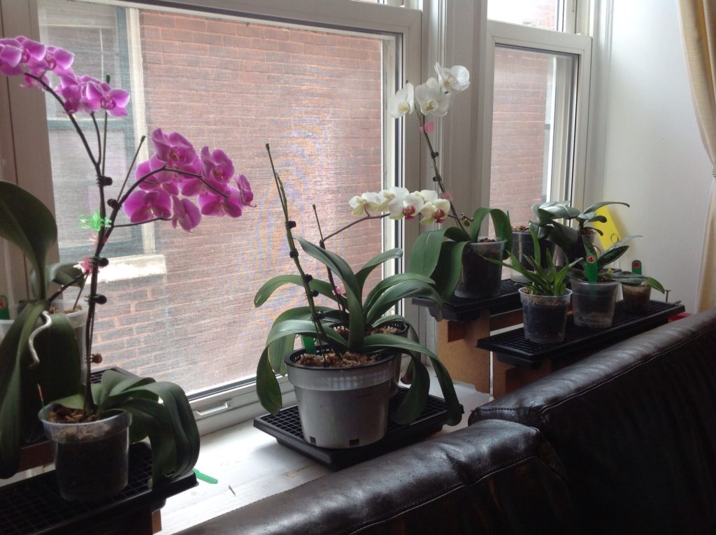 Orquídeas sem flores. O que fazer? – Cultivando