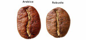 Formato do Robusta vs Arábica