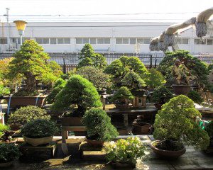 No Japão os bonsais são deixados ao ar livre no jardim.