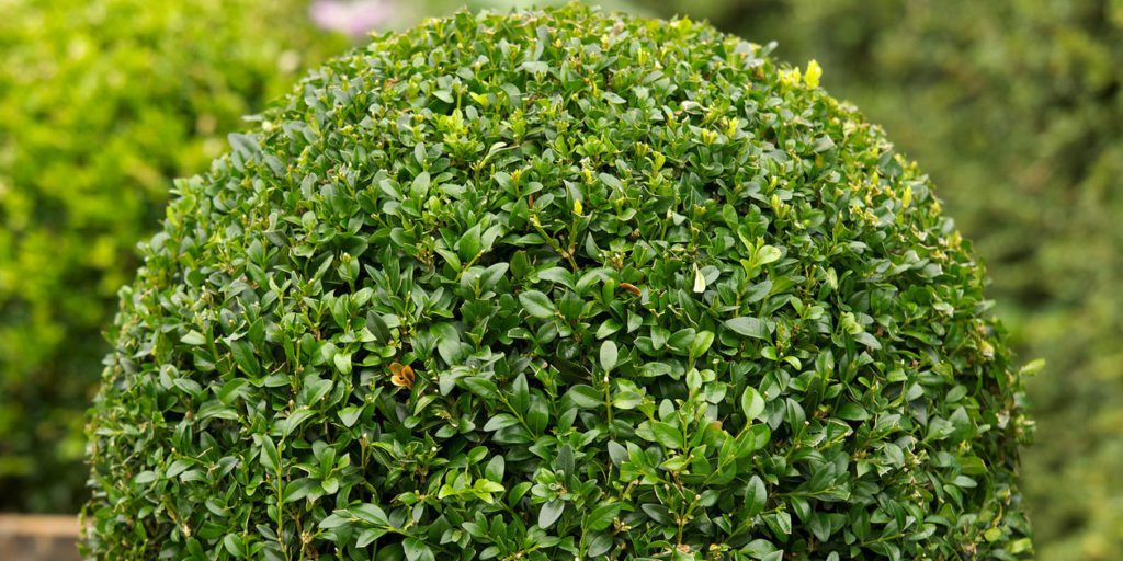 Buxinho (Buxus Sempervirens L.) – Cultivando