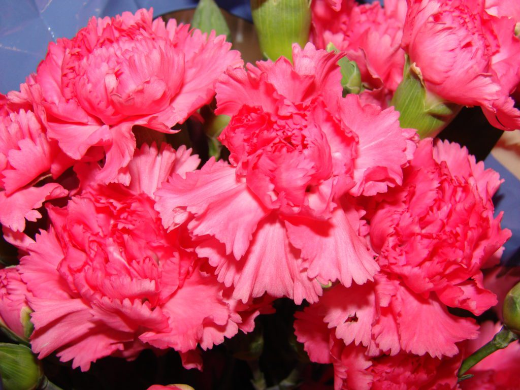 Cravo – Dianthus caryophyllus – Cultivando